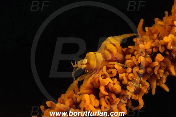 Lembeh strait, Sulawesi, Indonesia, Pontonides unciger, Pontonides, Palaemonidae, Decapoda, Crustacea, Crustacean, Whip Coral Shrimp, Wire Coral Shrimp, Shrimp