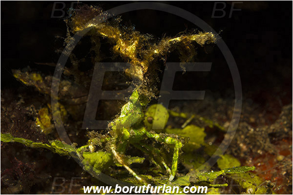 Lembeh strait, Sulawesi, Indonesia, Huenia heraldica, Huenia, Epialtidae, Decapoda, Arrowhead crab, Crab, Crustacea, Crustacean