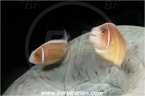 Lembeh strait, Sulawesi, Indonesia, Amphiprion perideraion, Amphiprion, Pomacentridae, Pink Anemonefish, Anemonefish, Clownfish, Fish