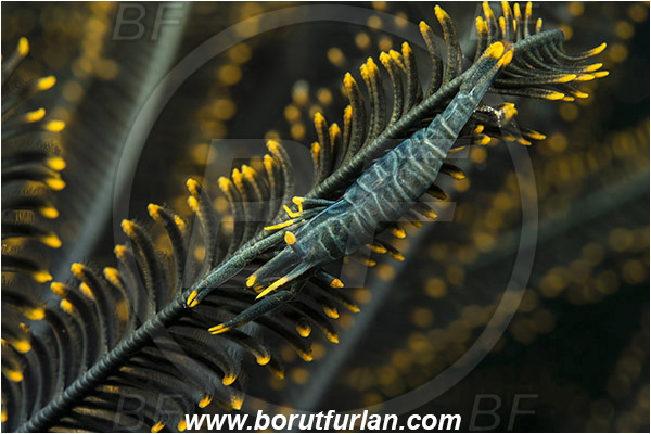 Lembeh strait, Sulawesi, Indonesia, Laomenes amboinensis, Laomenes, Palaemonidae, Ambon Crinoid Shrimp, Shrimp, Decapoda, Crustacea, Crustacean