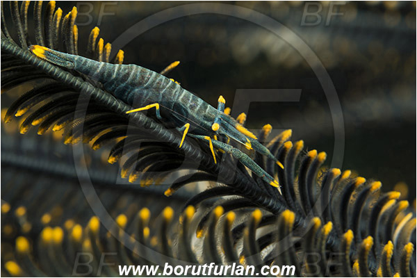 Lembeh strait, Sulawesi, Indonesia, Laomenes amboinensis, Laomenes, Palaemonidae, Ambon Crinoid Shrimp, Shrimp, Decapoda, Crustacea, Crustacean