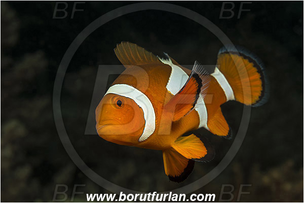 Lembeh strait, Sulawesi, Indonesia, Amphiprion ocellaris, Amphiprion, Pomacentridae, False Anemonefish, Anemonefish, Clownfish, Fish