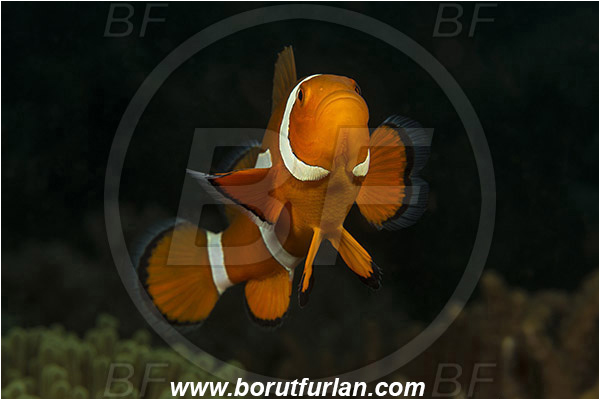 Lembeh strait, Sulawesi, Indonesia, Amphiprion ocellaris, Amphiprion, Pomacentridae, False Anemonefish, Anemonefish, Clownfish, Fish
