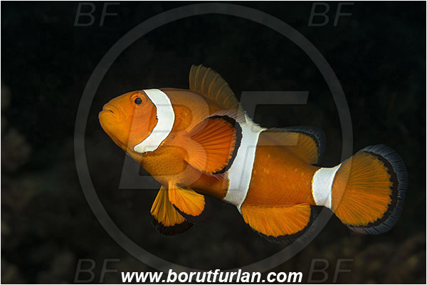 Lembeh strait, Sulawesi, Indonesia, Amphiprion ocellaris, Amphiprion, Pomacentridae, False Anemonefish, Anemonefish, Clownfish, Fish