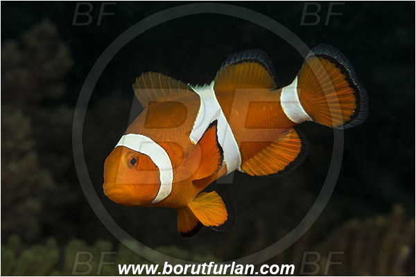 Lembeh strait, Sulawesi, Indonesia, Amphiprion ocellaris, Amphiprion, Pomacentridae, False Anemonefish, Anemonefish, Clownfish, Fish