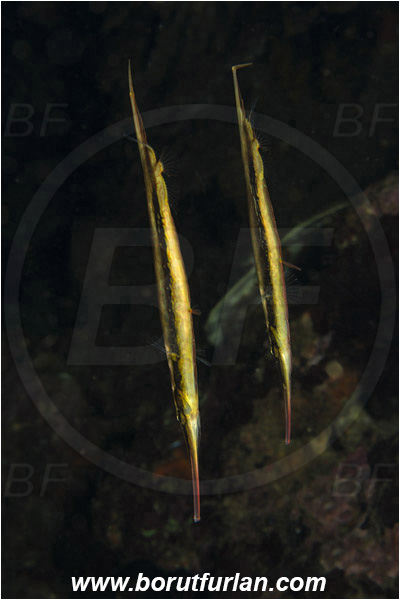 Lembeh strait, Sulawesi, Indonesia, Aeoliscus strigatus, Aeoliscus, Centriscidae, Jointed Razorfish, Razorfish, Fish