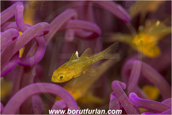 Lembeh strait, Sulawesi, Indonesia, Ostorhinchus hoevenii, Ostorhinchus, Apogonidae, Frostfin cardinalfish, Cardinalfish, Fish