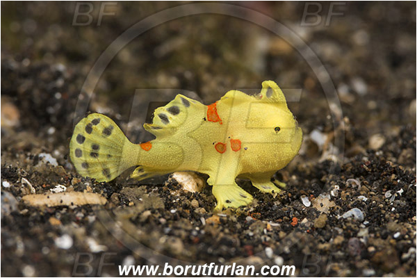 Lembeh strait, Sulawesi, Indonesia, Antennarius pictus, Antennarius, Antennariidae, Painted frogfish, Frogfish, Fish, Juvenile