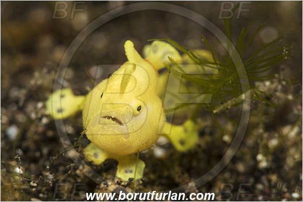 Lembeh strait, Sulawesi, Indonesia, Antennarius pictus, Antennarius, Antennariidae, Painted frogfish, Frogfish, Fish, Juvenile