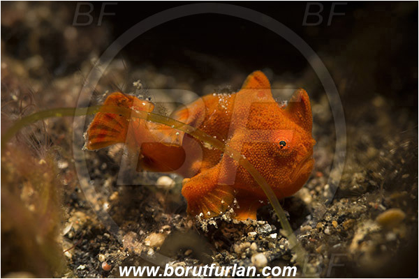 Lembeh strait, Sulawesi, Indonesia, Antennarius pictus, Antennarius, Antennariidae, Painted frogfish, Frogfish, Fish, Juvenile