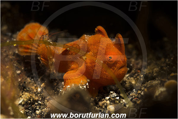 Lembeh strait, Sulawesi, Indonesia, Antennarius pictus, Antennarius, Antennariidae, Painted frogfish, Frogfish, Fish, Juvenile