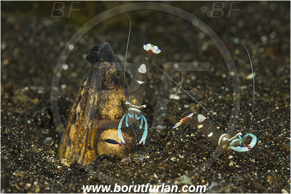 Lembeh strait, Sulawesi, Indonesia, Pisodonophis cancrivorus, Pisodonophis, Ophichthidae, Longfin snake-eel, Snake-eel, Fish, Portrait, Ancylomenes magnificus, Ancylomenes, Palaemonidae, Decapoda, Crustacea, Crustacean, Magnificent Anemone Shrimp, Cleaner Shrimp, Shrimp, Cleaning