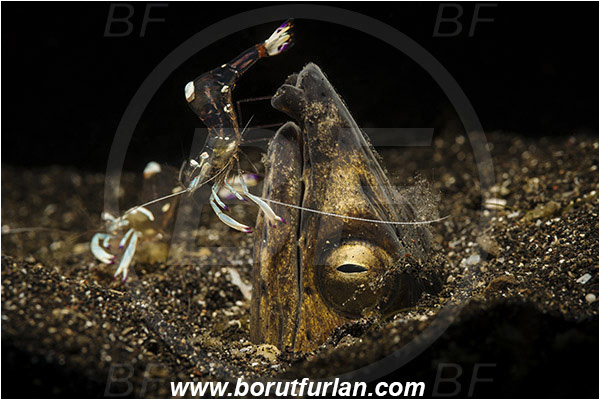 Lembeh strait, Sulawesi, Indonesia, Pisodonophis cancrivorus, Pisodonophis, Ophichthidae, Longfin snake-eel, Snake-eel, Fish, Portrait, Ancylomenes magnificus, Ancylomenes, Palaemonidae, Decapoda, Crustacea, Crustacean, Magnificent Anemone Shrimp, Cleaner Shrimp, Shrimp, Cleaning