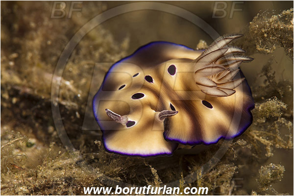 Lembeh strait, Sulawesi, Indonesia, Risbecia tryoni, Risbecia, Chromodorididae, Risbecia nudibranch, Nudibranch, Sea slug, Gastropoda, Mollusca, Mollusc