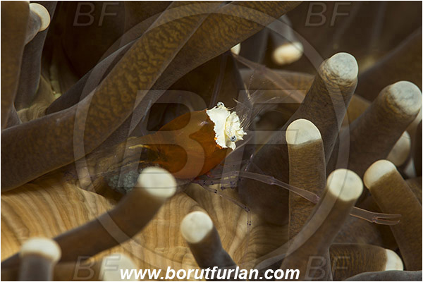 Lembeh strait, Sulawesi, Indonesia, Cuapetes kororensis, Cuapetes, Palaemonidae, Decapoda, Mushroom Coral Ghost Shrimp, Mushroom Coral Shrimp, Shrimp, Crustacea, Crustacean
