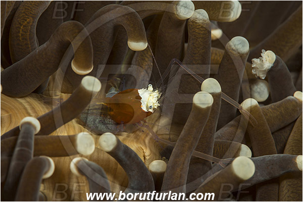 Lembeh strait, Sulawesi, Indonesia, Cuapetes kororensis, Cuapetes, Palaemonidae, Decapoda, Mushroom Coral Ghost Shrimp, Mushroom Coral Shrimp, Shrimp, Crustacea, Crustacean
