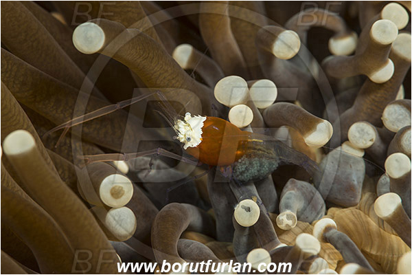 Lembeh strait, Sulawesi, Indonesia, Cuapetes kororensis, Cuapetes, Palaemonidae, Decapoda, Mushroom Coral Ghost Shrimp, Mushroom Coral Shrimp, Shrimp, Crustacea, Crustacean