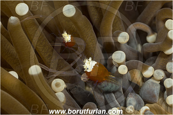 Lembeh strait, Sulawesi, Indonesia, Cuapetes kororensis, Cuapetes, Palaemonidae, Decapoda, Mushroom Coral Ghost Shrimp, Mushroom Coral Shrimp, Shrimp, Crustacea, Crustacean