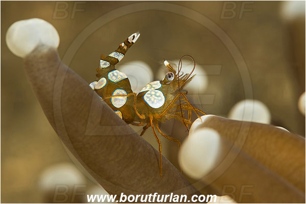 Lembeh strait, Sulawesi, Thor amboinensis, Thor, Thoridae, Decapoda, Ambonian Shrimp, Shrimp, Crustacea, Crustacean