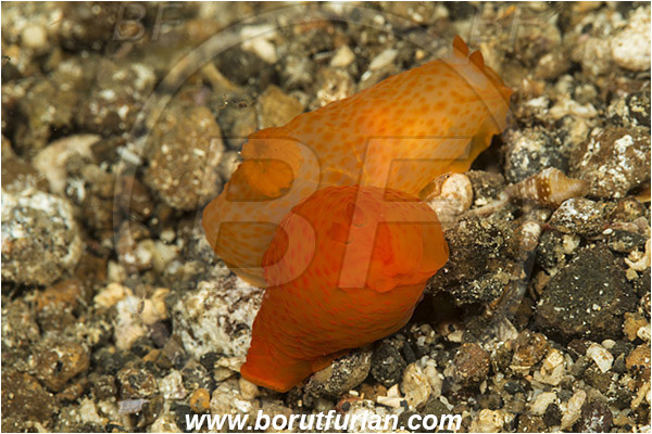 Lembeh strait, Sulawesi, Indonesia, Berthellina citrina, Berthellina, Pleurobranchidae, Orange gumdrop, Nudibranch, Sea slug, Mollusca, Mollusc