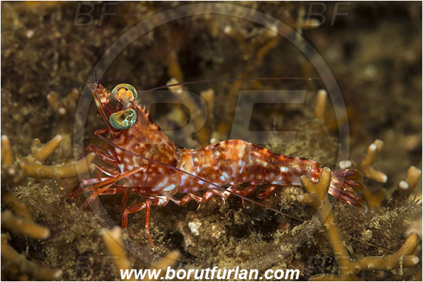 Lembeh strait, Sulawesi, Indonesia, Metapenaeopsis lamellata, Metapenaeopsis, Penaeidae, Decapoda, Crustacea, Crustacean, Humpback Prawn, Prawn, Shrimp