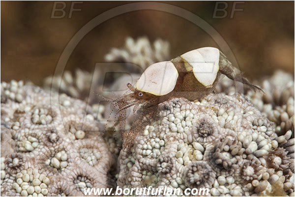 Lembeh strait, Sulawesi, Indonesia, Hamopontonia corallicola, Hamopontonia, Palaemonidae, Decapoda, Crustacea, Crustacean, Egg shell shrimp, Shrimp