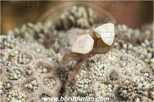 Lembeh strait, Sulawesi, Indonesia, Hamopontonia corallicola, Hamopontonia, Palaemonidae, Decapoda, Crustacea, Crustacean, Egg shell shrimp, Shrimp