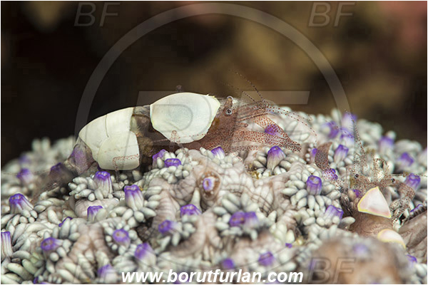 Lembeh strait, Sulawesi, Indonesia, Hamopontonia corallicola, Hamopontonia, Palaemonidae, Decapoda, Crustacea, Crustacean, Egg shell shrimp, Shrimp