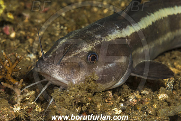 Lembeh strait, Sulawesi, Indonesia, Plotosus lineatus, Plotosus, Plotosidae, Striped eel catfish, Catfish, Fish, Portrait