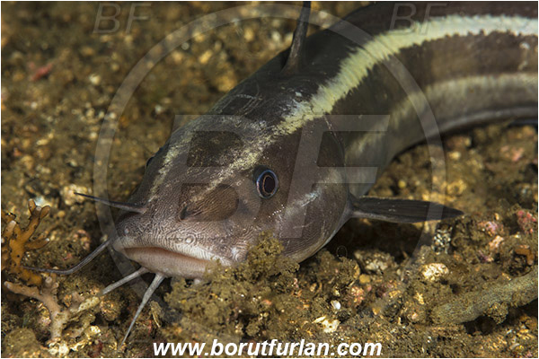 Lembeh strait, Sulawesi, Indonesia, Plotosus lineatus, Plotosus, Plotosidae, Striped eel catfish, Catfish, Fish, Portrait