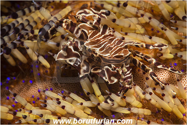 Lembeh strait, Sulawesi, Indonesia, Zebrida adamsii, Zebrida, Pilumnidae, Decapoda, Zebra Urchin Crab, Crab, Crustacea, Crustacean