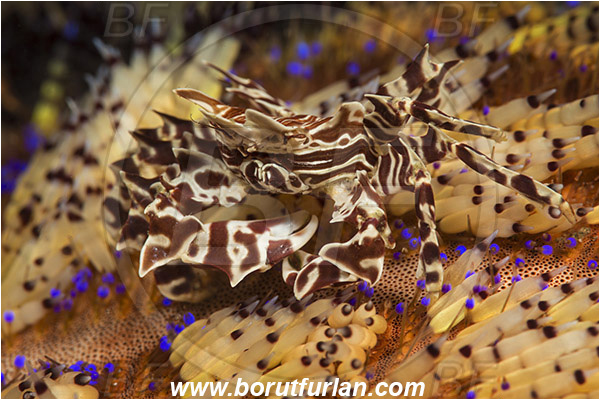 Lembeh strait, Sulawesi, Indonesia, Zebrida adamsii, Zebrida, Pilumnidae, Decapoda, Zebra Urchin Crab, Crab, Crustacea, Crustacean