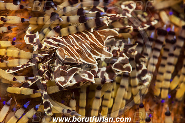 Lembeh strait, Sulawesi, Indonesia, Zebrida adamsii, Zebrida, Pilumnidae, Decapoda, Zebra Urchin Crab, Crab, Crustacea, Crustacean