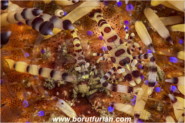 Lembeh strait, Sulawesi, Indonesia, Periclimenes colemani, Periclimenes, Palaemonidae, Decapoda, Coleman
