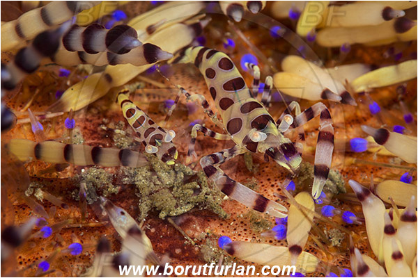 Lembeh strait, Sulawesi, Indonesia, Periclimenes colemani, Periclimenes, Palaemonidae, Decapoda, Coleman