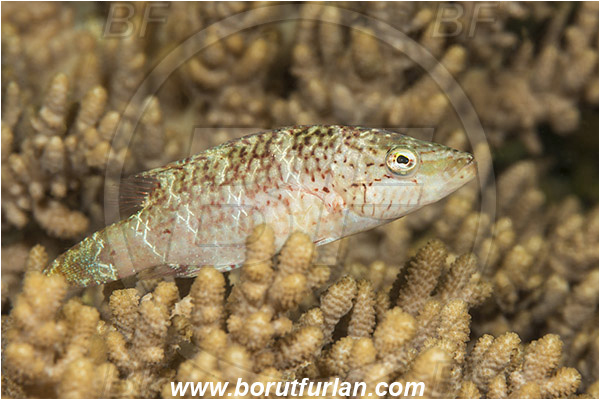 Lembeh strait, Sulawesi, Indonesia, Cheilinus sp., Cheilinus, Labridae, Wrasse, Fish