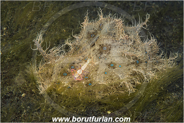 Lembeh strait, Sulawesi, Indonesia, Bursatella leachii, Bursatella, Aplysiidae, Hairy seahare, Seahare, Gastropoda, Mollusca, Mollusc, Nudibranch, Periclimenes imperator, Periclimenes, Palaemonidae, Decapoda, Emperor Shrimp, Shrimp, Crustacea, Crustacean