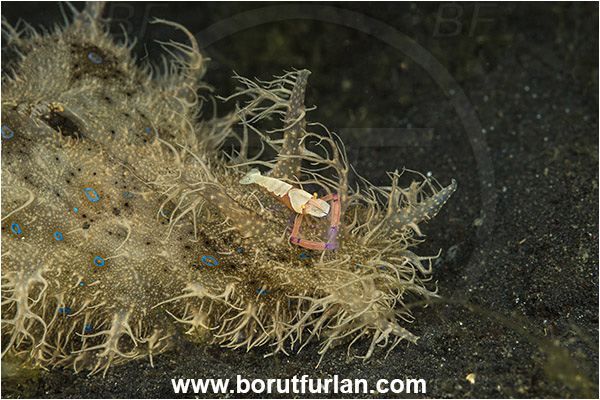 Lembeh strait, Sulawesi, Indonesia, Bursatella leachii, Bursatella, Aplysiidae, Hairy seahare, Seahare, Gastropoda, Mollusca, Mollusc, Nudibranch, Zenopontonia rex, Zenopontonia, Palaemonidae, Decapoda, Emperor Shrimp, Shrimp, Crustacea, Crustacean