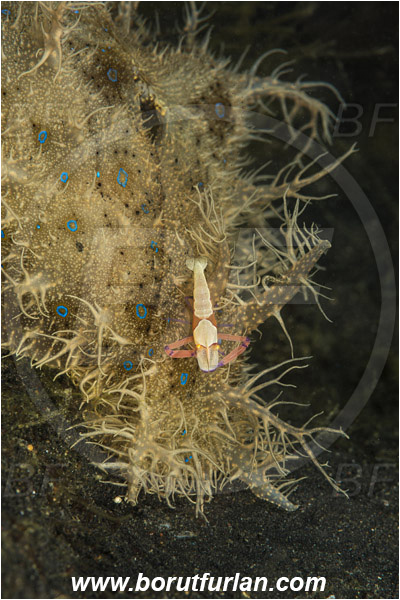 Lembeh strait, Sulawesi, Indonesia, Bursatella leachii, Bursatella, Aplysiidae, Hairy seahare, Seahare, Gastropoda, Mollusca, Mollusc, Nudibranch, Periclimenes imperator, Periclimenes, Palaemonidae, Decapoda, Emperor Shrimp, Shrimp, Crustacea, Crustacean