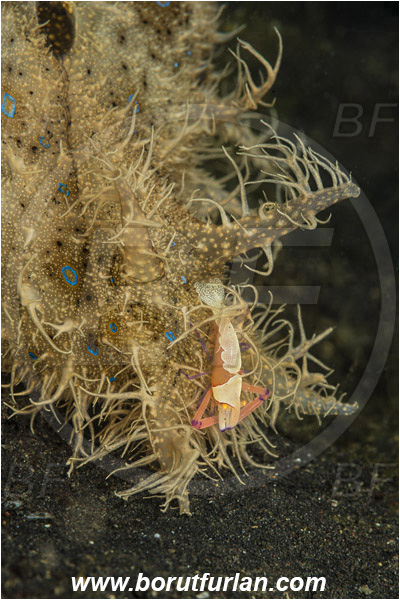 Lembeh strait, Sulawesi, Indonesia, Bursatella leachii, Bursatella, Aplysiidae, Hairy seahare, Seahare, Gastropoda, Mollusca, Mollusc, Nudibranch, Periclimenes imperator, Periclimenes, Palaemonidae, Decapoda, Emperor Shrimp, Shrimp, Crustacea, Crustacean