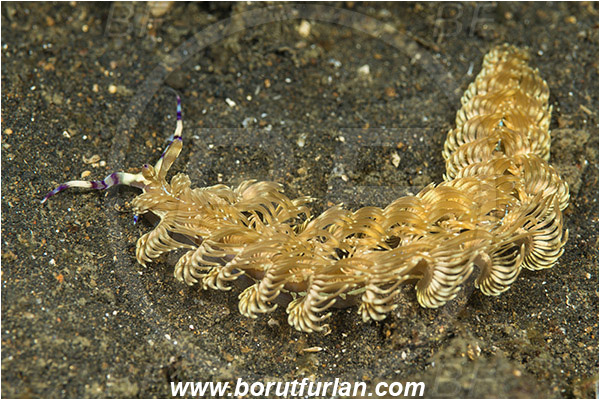 Lembeh strait, Sulawesi, Indonesia, Pteraeolidia ianthina, Pteraeolidia, Facelinidae, Aeolid nudibranch, Blue Dragon Nudibranch, Sea slug, Gastropoda, Mollusca