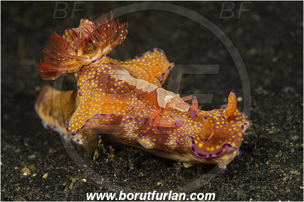 Lembeh strait, Sulawesi, Indonesia, Ceratosoma tenue, Ceratosoma, Chromodorididae, Kangaroo Nudibranch, Red T-Bar Nudibranch, Nudibranch, Sea slug, Mollusca, Mollusc, Periclimenes imperator, Periclimenes, Palaemonidae, Decapoda, Emperor Shrimp, Shrimp, Crustacea, Crustacean