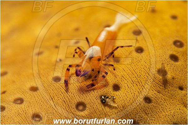 Lembeh strait, Sulawesi, Indonesia, Periclimenes imperator, Periclimenes, Palaemonidae, Decapoda, Emperor Shrimp, Shrimp, Crustacea, Crustacean