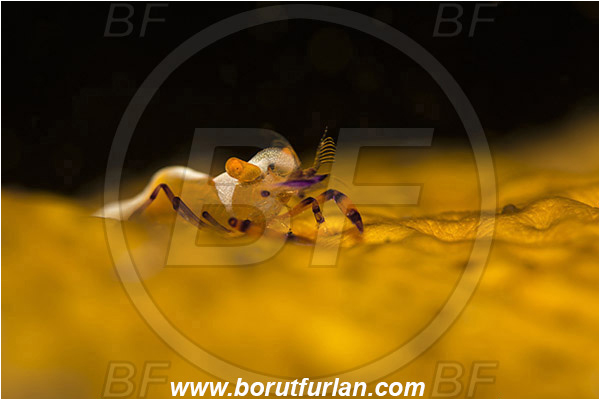 Lembeh strait, Sulawesi, Indonesia, Periclimenes imperator, Periclimenes, Palaemonidae, Decapoda, Emperor Shrimp, Shrimp, Crustacea, Crustacean