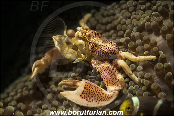 Lembeh strait, Sulawesi, Indonesia, Neopetrolisthes maculatus, Neopetrolisthes, Porcellanidae, Decapoda, Porcelain Crab, Crab, Crustacea, Crustacean