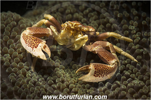 Lembeh strait, Sulawesi, Indonesia, Neopetrolisthes maculatus, Neopetrolisthes, Porcellanidae, Decapoda, Porcelain Crab, Crab, Crustacea, Crustacean