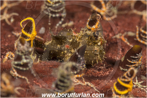 Lembeh strait, Sulawesi, Indonesia, Antennarius maculatus, Antennarius, Antennariidae, Warty frogfish, Frogfish, Fish, Juvenile