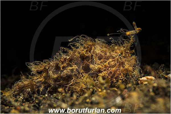 Lembeh strait, Sulawesi, Indonesia, Antennarius striatus, Antennarius, Antennariidae, Striated frogfish, Frogfish, Fish