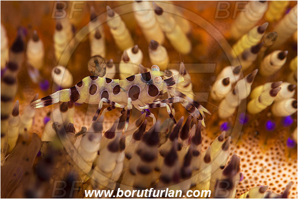 Lembeh strait, Sulawesi, Indonesia, Periclimenes colemani, Periclimenes, Palaemonidae, Decapoda, Coleman