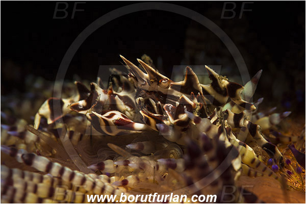 Lembeh strait, Sulawesi, Indonesia, Zebrida adamsii, Zebrida, Pilumnidae, Decapoda, Zebra Urchin Crab, Crab, Crustacea, Crustacean